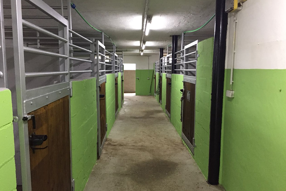 ponystall wachtendonk pferdepension