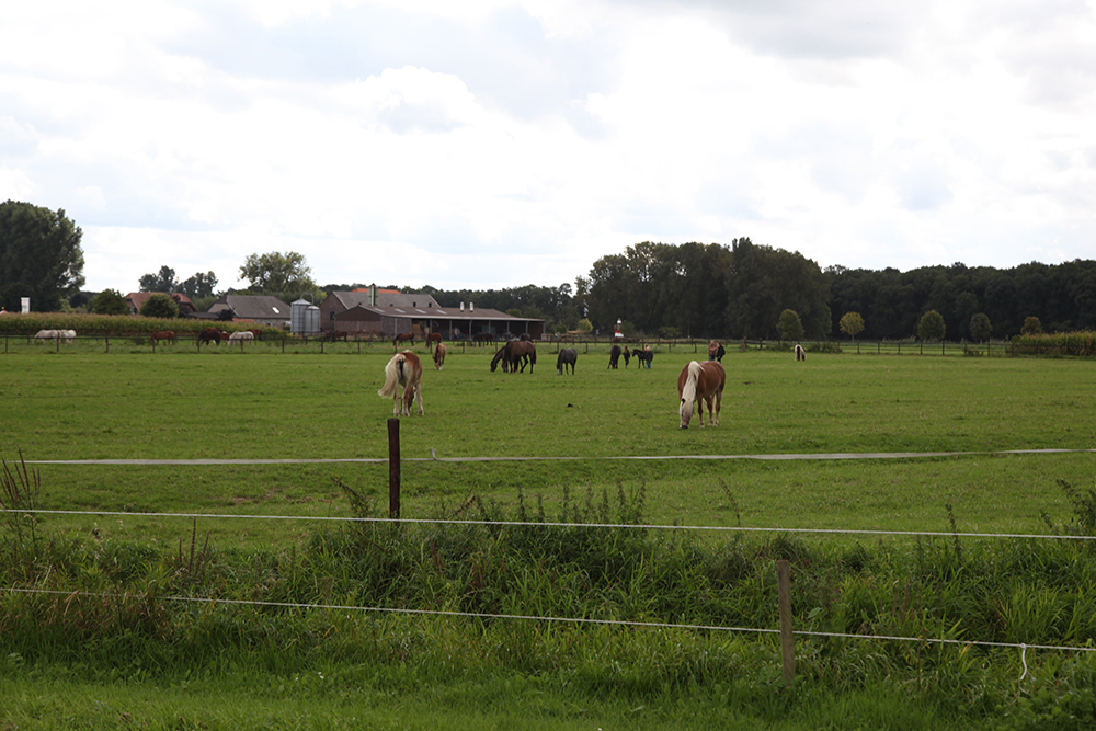 dressurplatz wachtendonk priehsen